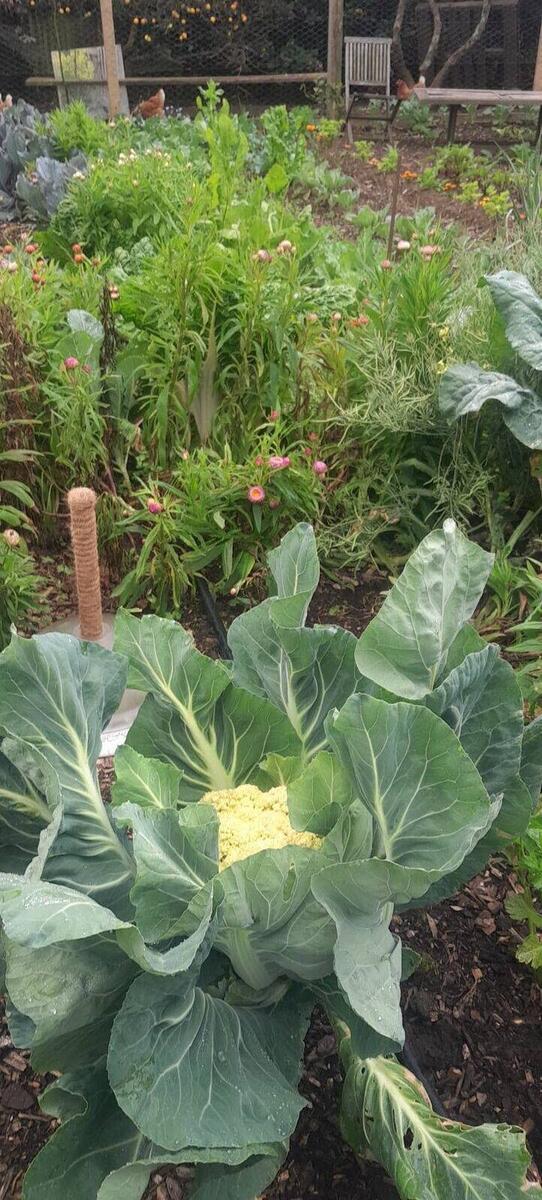 Cauliflower growing in the garden